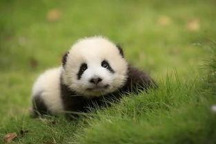 熊猫脸图片,天然萌态下的国宝风采