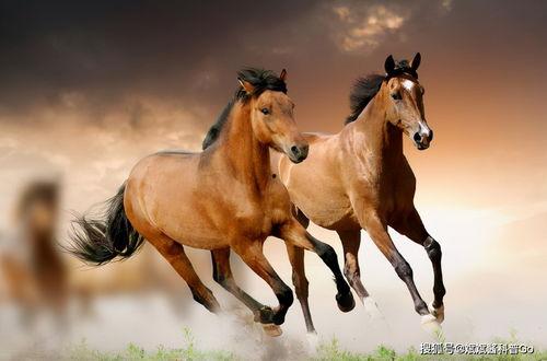 网红马可,从网络红人到影响力领袖的蜕变之路