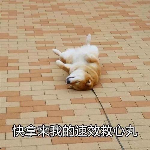 救心丸丸表情包,治愈心灵的甜蜜小丸